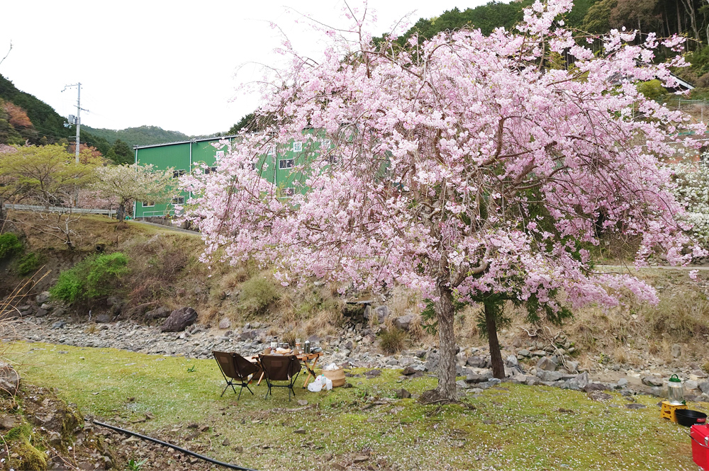 広川ダム公園 桜