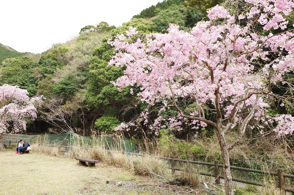広川ダム公園 桜スポット