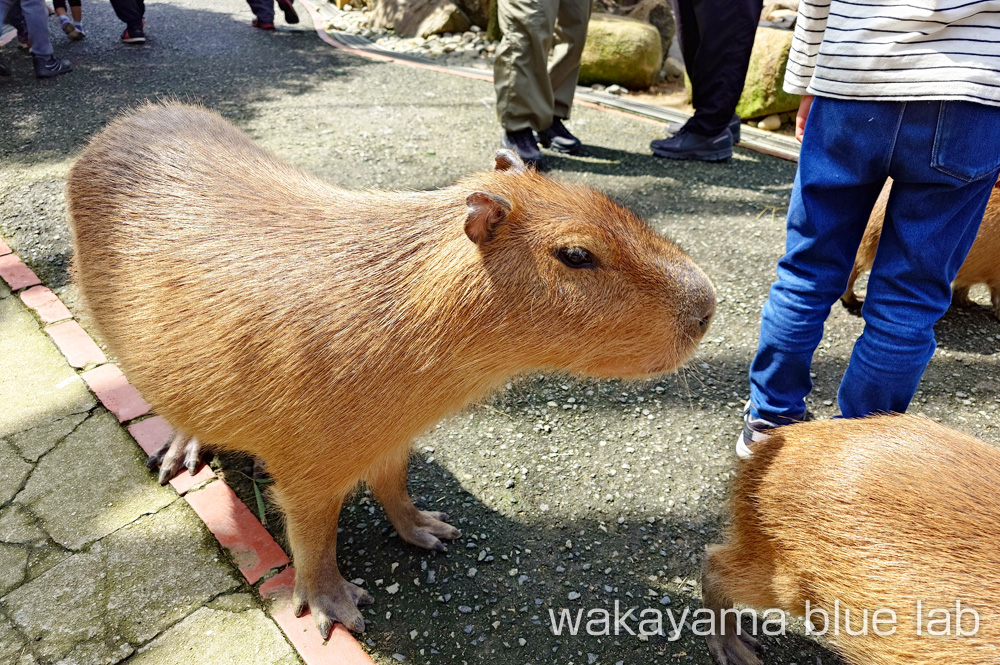 姫路セントラルパーク カピバラ温泉