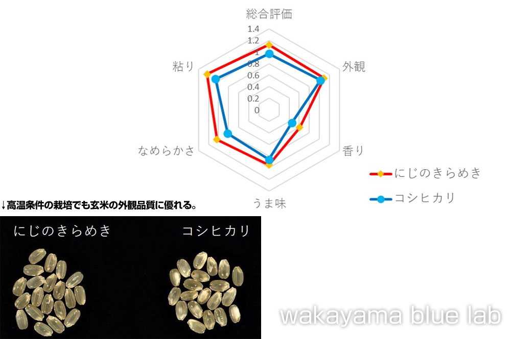 にじのきらめき コシヒカリ 比較