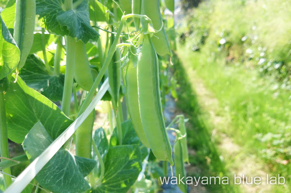 うすいえんどう 露地栽培