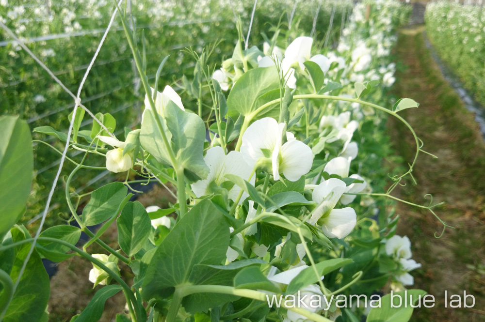 うすいえんどうの栽培方法 花