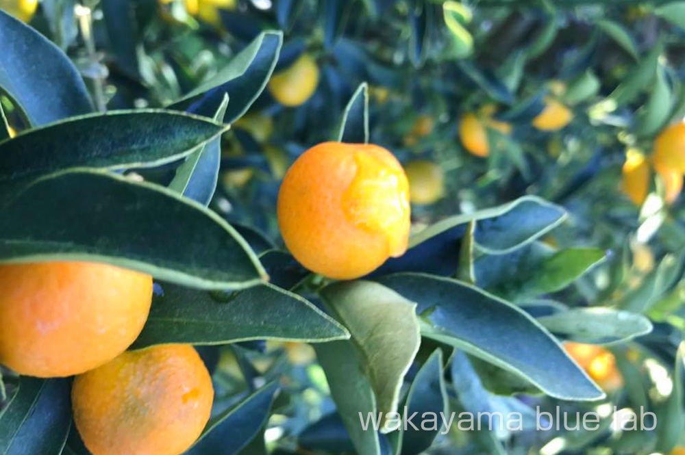 金柑の産地 栽培方法