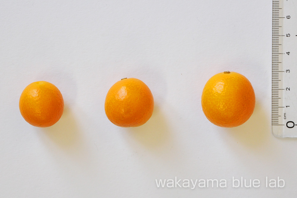 金柑 サイズ比較