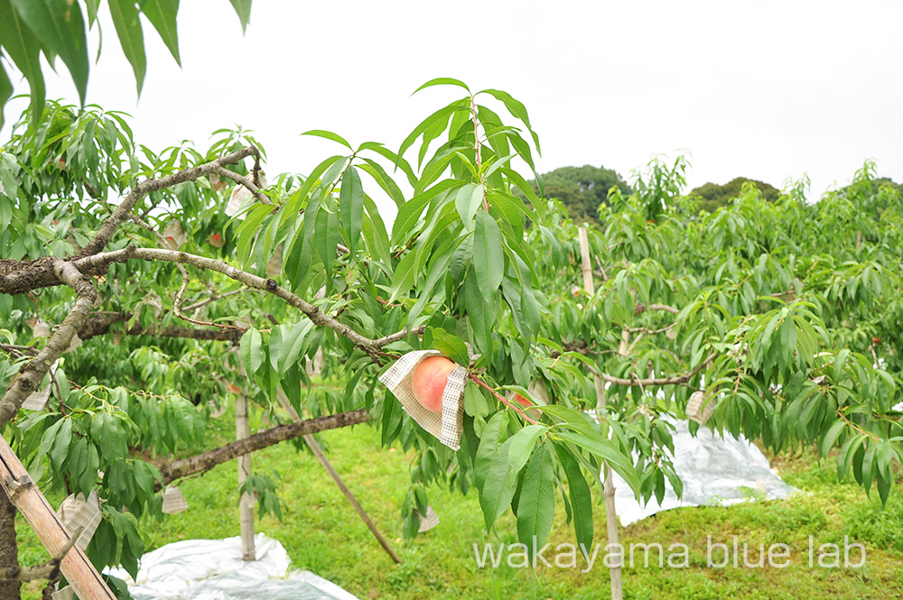 あら川の桃 畑 園地