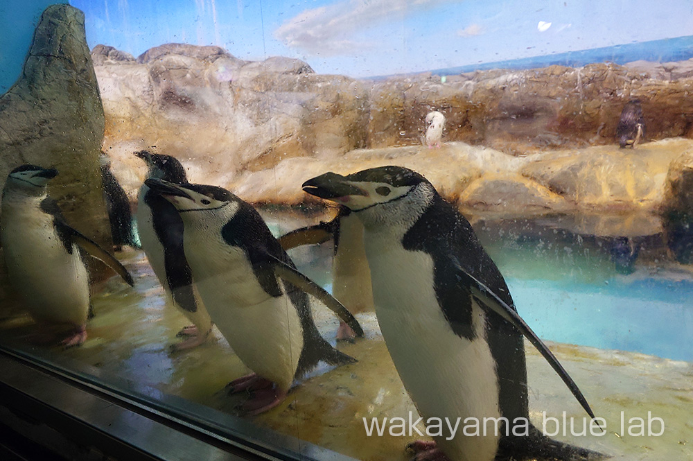 アドベンチャーワールド ペンギン