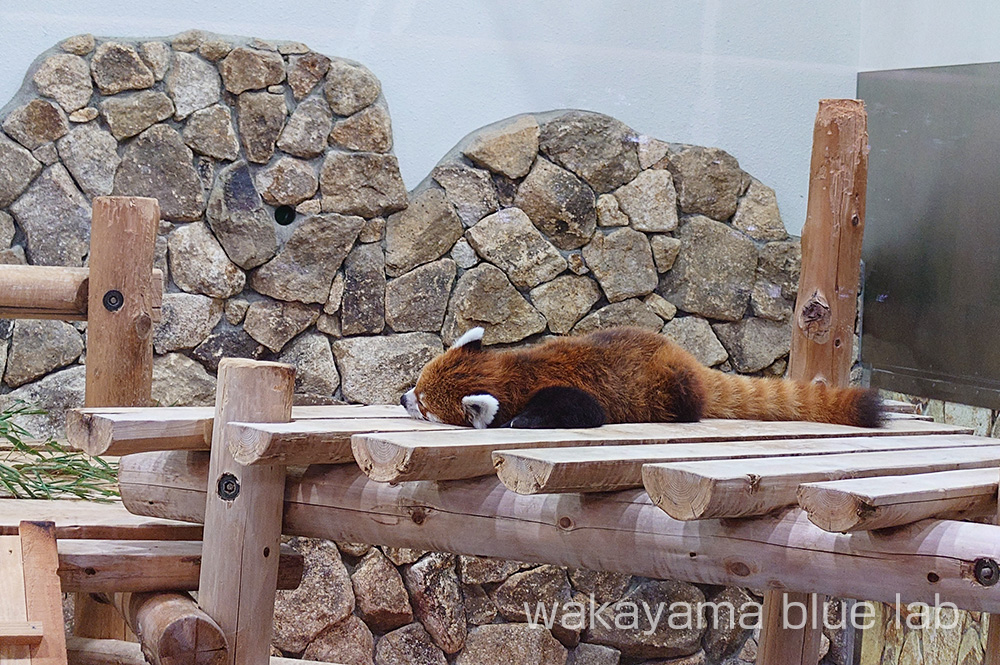アドベンチャーワールド レッサーパンダ